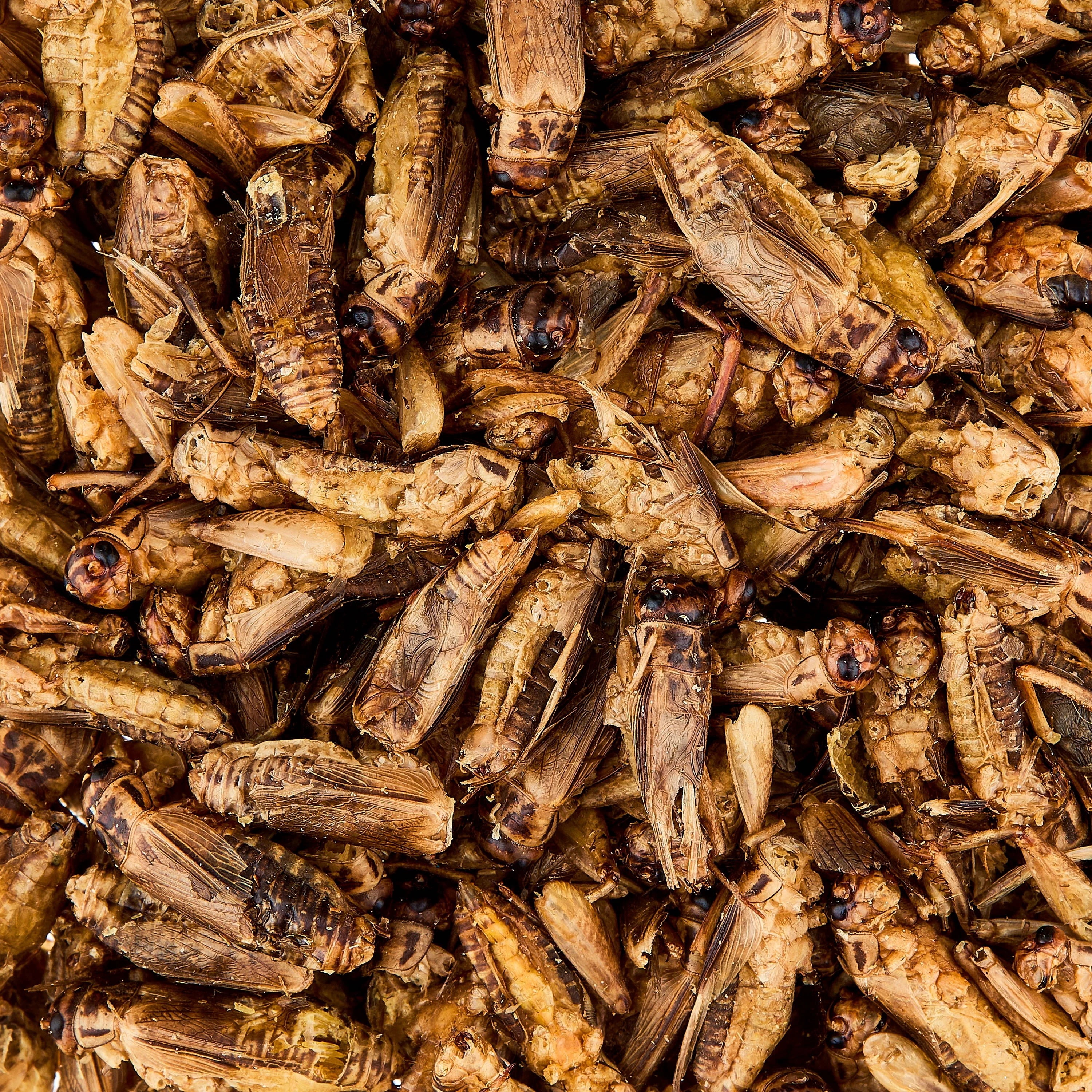 Vibrant Life Freeze-Dried Crickets, 1.2 oz