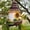 Khaki, variant on Decorative Hanging Outdoor Birdhouse Garden Resin Feeding Hut Sunflower Themed Backyard Ornament for Wild Birds