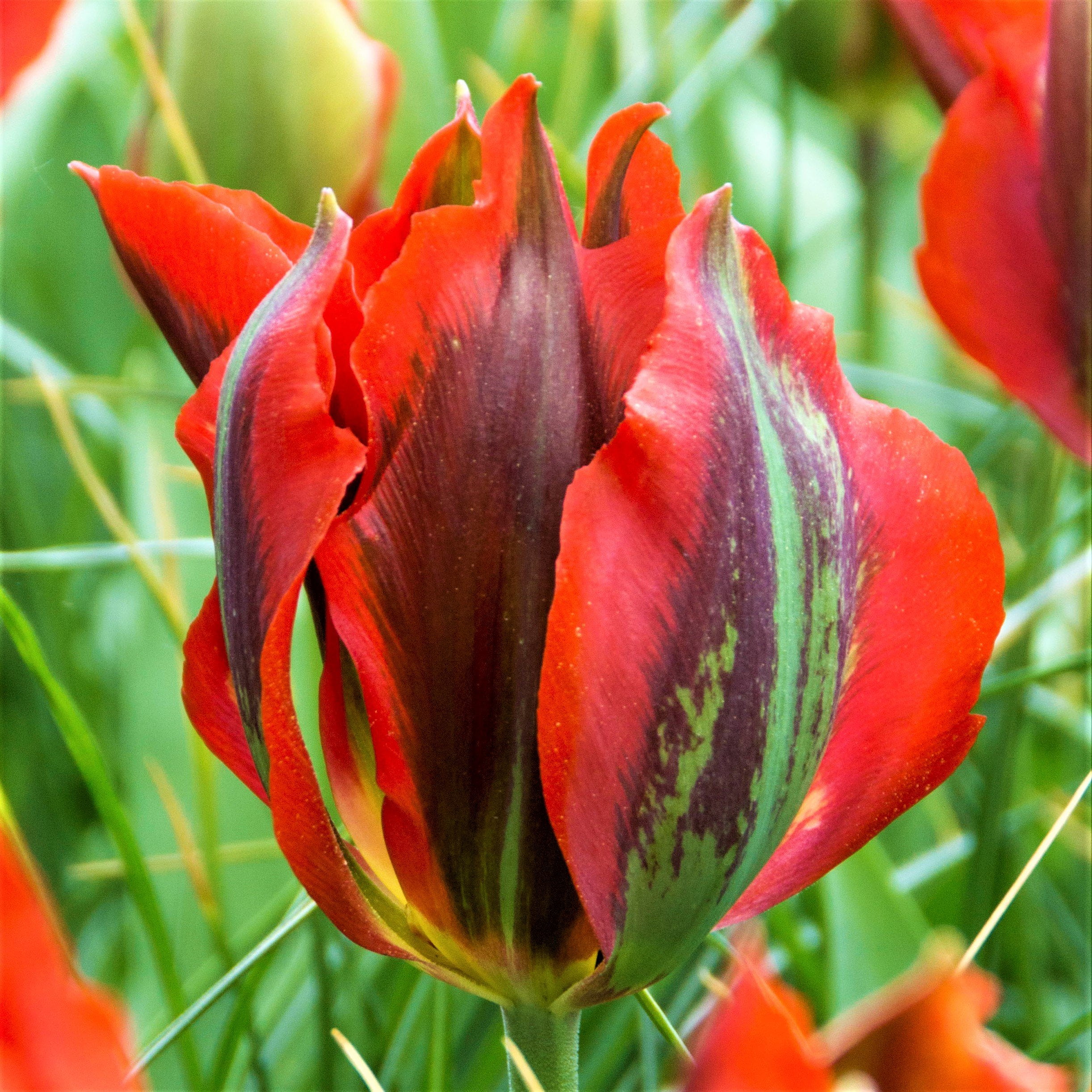 Tulip Flower Bulbs Viridiflora Form, Hollywood from Easy to Grow Bulbs
