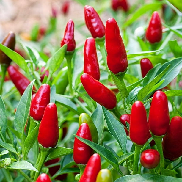 Thai Hot Pepper 3 Live Plants 3&quot; Pots Extremely Hot
