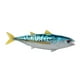 thumbnail image 5 of Conjunto de modelos realistas CUTICAT Figuras de acción de peces Juguetes educativos, 5 of 8