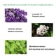 thumbnail image 2 of Spray calmante para almohadas para insomnes, una ayuda natural para la terapia del sueño Promueva un sueño tranquilo con un rocío de aceite esencial de lavanda, 2 of 8