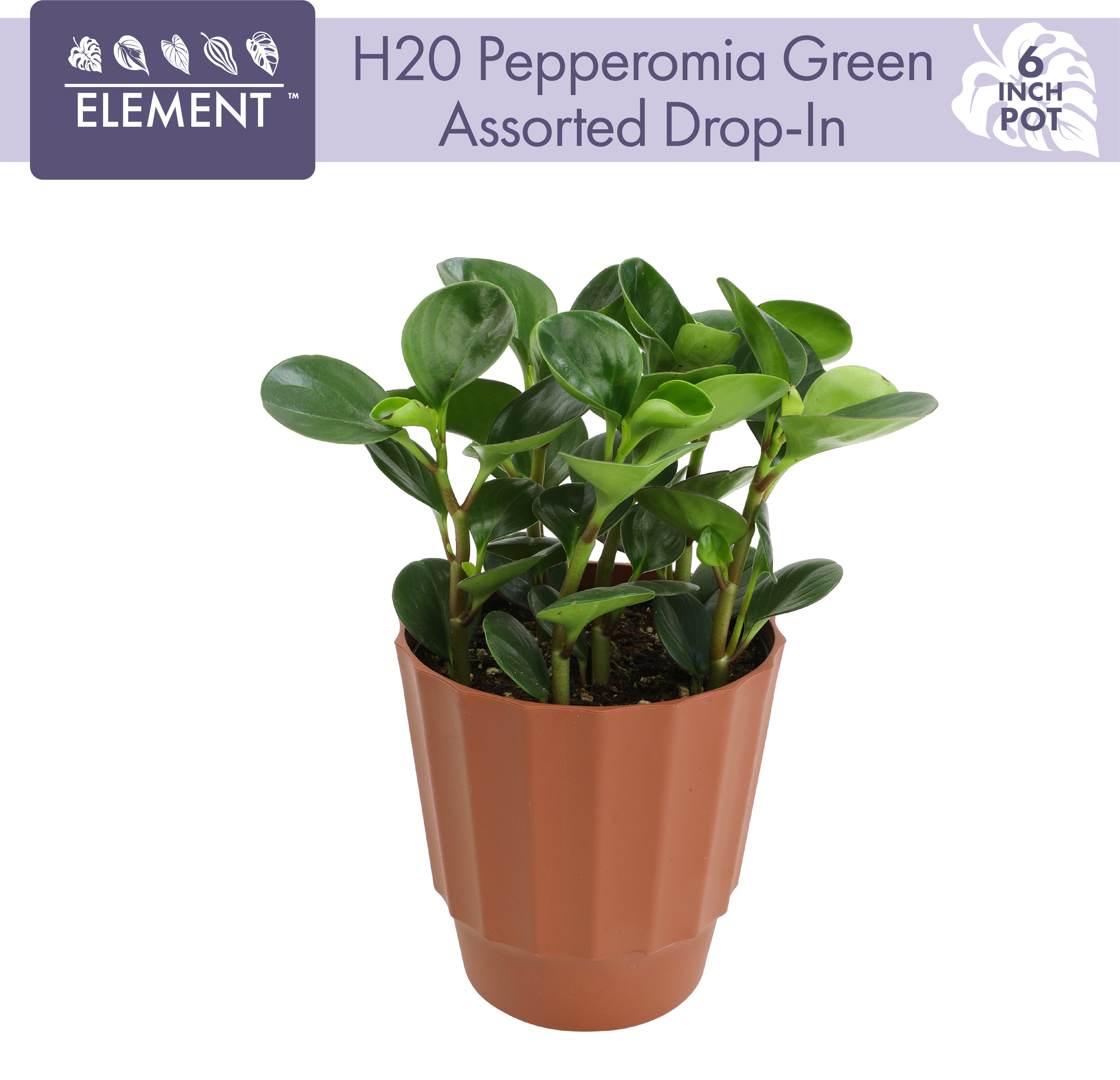Altman Plants Element 6" Green Peperomia Live Plants in 6" Self Watering Pot