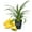 Florida Special, variant on Florida Special Pineapple Plant - 1 Live Starter Plant - Ananas Comosus - Edible and Fruit Bearing for Patio and Garden