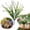 White, variant on Artificial Flowers, Plastic Daffodil Outdoors Flowers, UV Resistant Plants, Plants Summer Decoration, Realistic Flower Bouquet, Durable Floral Decor, Forget-Me-Not Simulation Flowers,Sunset Red