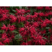 3 Bee Balm Gardenview Scarlet Monarda Plants in Separate 4 inch containers