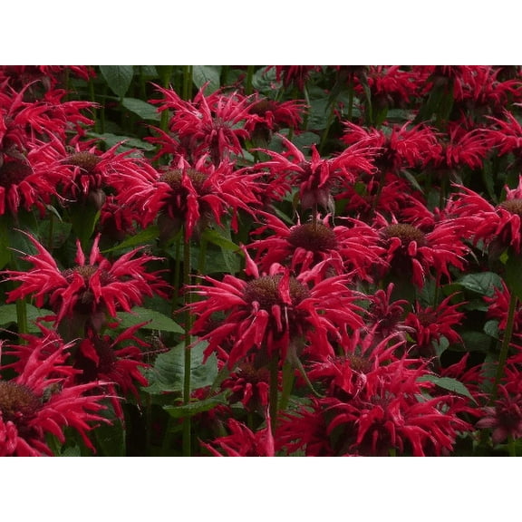 3 Bee Balm Gardenview Scarlet Monarda Plants in Separate 4 inch containers