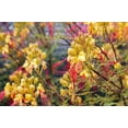 thumbnail image 2 of Seedville 5 Desert Bird of Paradise Shrub Flower Seeds, Yellow with Red Stamens, 2 of 11