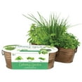 BUZZY Organic Windowsill Grow Kit, Copper Culinary Garden Basil