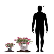 Perfect Plants Pink Drift® Rose 3 Gallon
