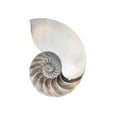 thumbnail image 3 of Prime, Marcus 19x24 Black Modern Framed Museum Art Print Titled - Calming Spiral Shell, 3 of 5