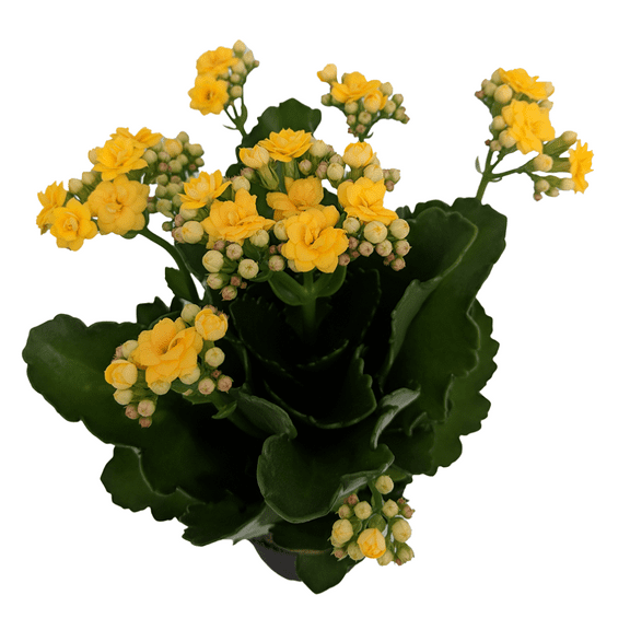 Yellow Calandiva Plant - 2.5" Pot - Kalanchoe - Double Yellow Blooms!