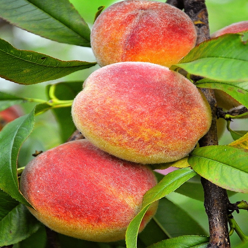Expert Gardener 1-2 ft. tall June Red Peach Live Tree in 1-Gallon Grower Pot