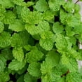thumbnail image 4 of Fragrant Mint Plant Live, 4-6 Inches, Culinary Mint Herb for Indoor Outdoor Gardens (Peppermint), 4 of 5