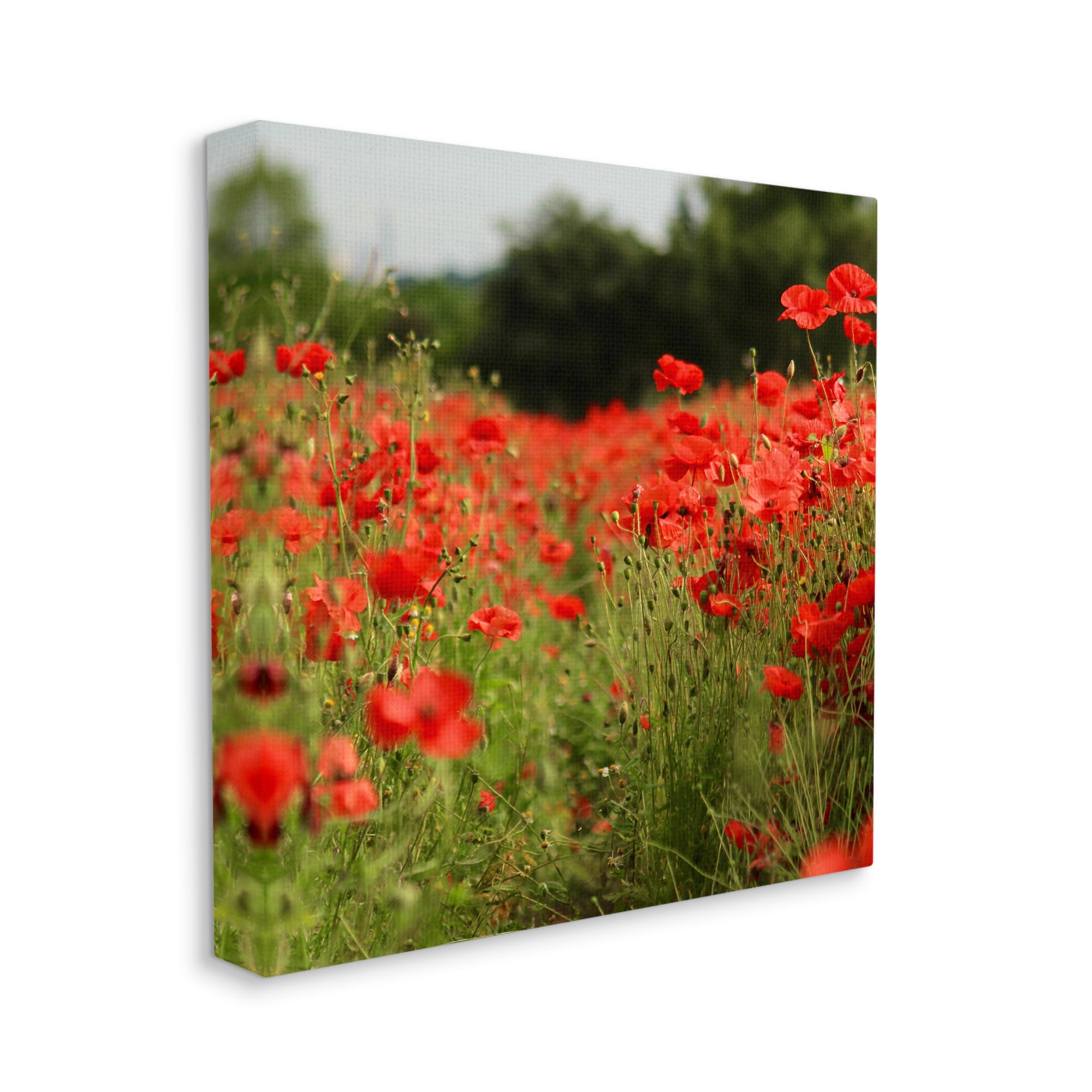 Stupell Industries Brilliant Red Poppy Meadow Scenic Flower Blooms Photograph Gallery Wrapped Canvas Print Wall Art, Design by Dan Meneely