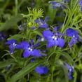 thumbnail image 3 of Expert Gardener 1.5gal Blue Lobelia Live Annual Plant Hanging Basket Sun, 3 of 5