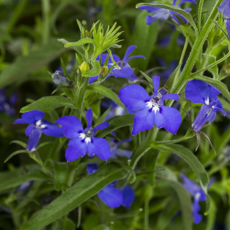 Expert Gardener 1.5gal Blue Lobelia Live Annual Plant Hanging Basket Sun -  Walmart.com