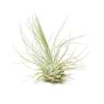 thumbnail image 3 of Tillandsia Fuchsii Air Plant, 3 of 5