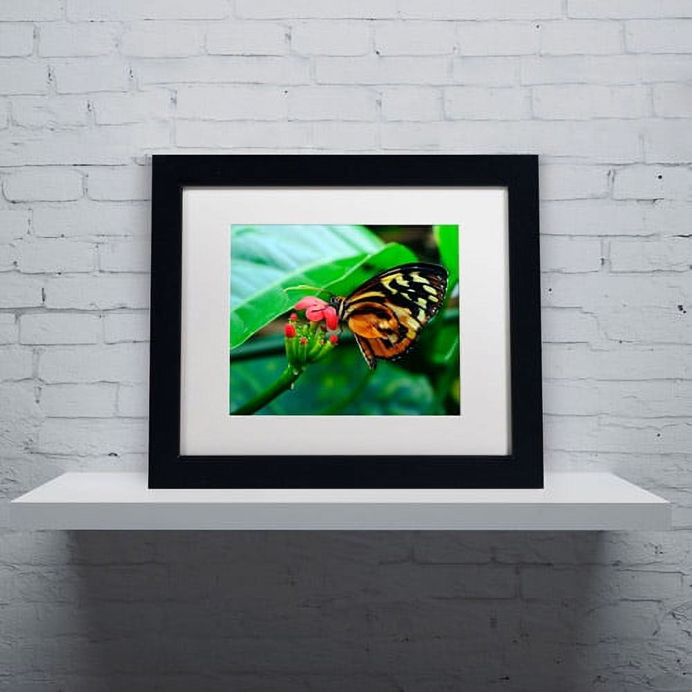 Trademark Fine Art "Cream Spotted Tigerwing" Canvas Art by Kurt Shaffer, White Matte, Black Frame
