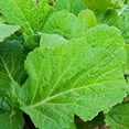 thumbnail image 4 of TomorrowSeeds - Florida Broadleaf Mustard Green Seeds - 9,000+ Count - For 2026 Planting Non-GMO, 4 of 10