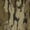 Mossy Oak Greenleaf, variant on Ol Tom Embossed Logo Fleece Hoodie Bottomland Small