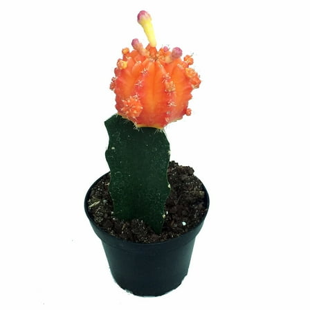 Orange Grafted Moon Cactus - Live Plant - 2.5" Pot
