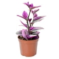 thumbnail image 2 of Tradescantia Nanouk, 1 Pack Rare Live Succulent Plant Fully Rooted in 4" Pot, Real House Plant for Indoor Outdoor Home Office Wedding Decoration Party Favor, 2 of 6