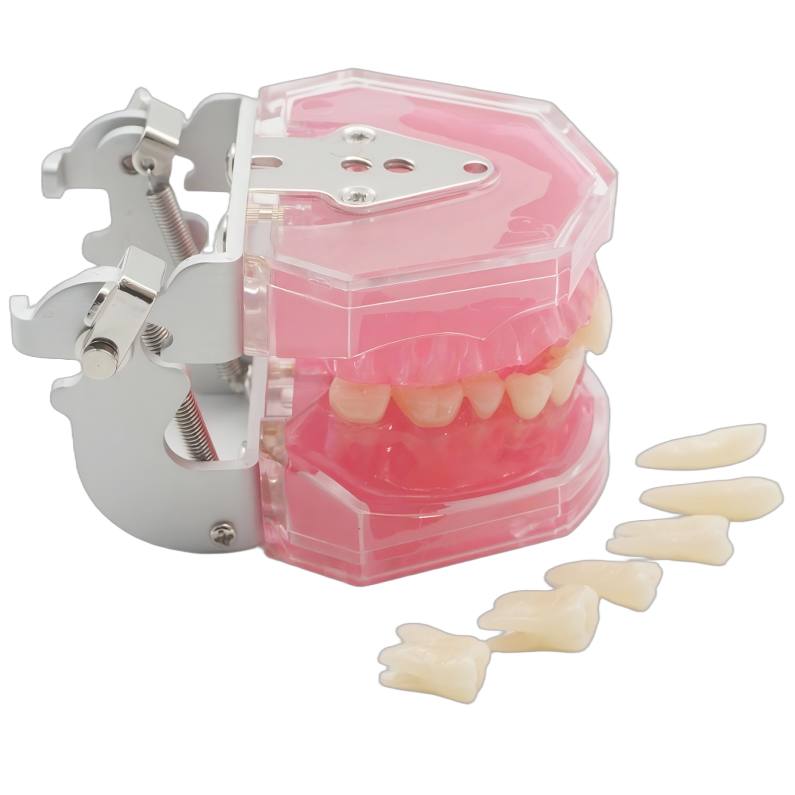 Dental Demonstration Tooth Extraction Model Standard Study Teaching All Removable Teeth