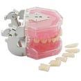 thumbnail image 5 of Dental Demonstration Tooth Extraction Model Standard Study Teaching All Removable Teeth, 5 of 6