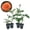4 Plants, variant on Westerland Rose Bush - 1 Live Starter Plant - Beautiful Landscaping Shrub Rose - Vigorous Fragrant Apricot-Orange Blooms