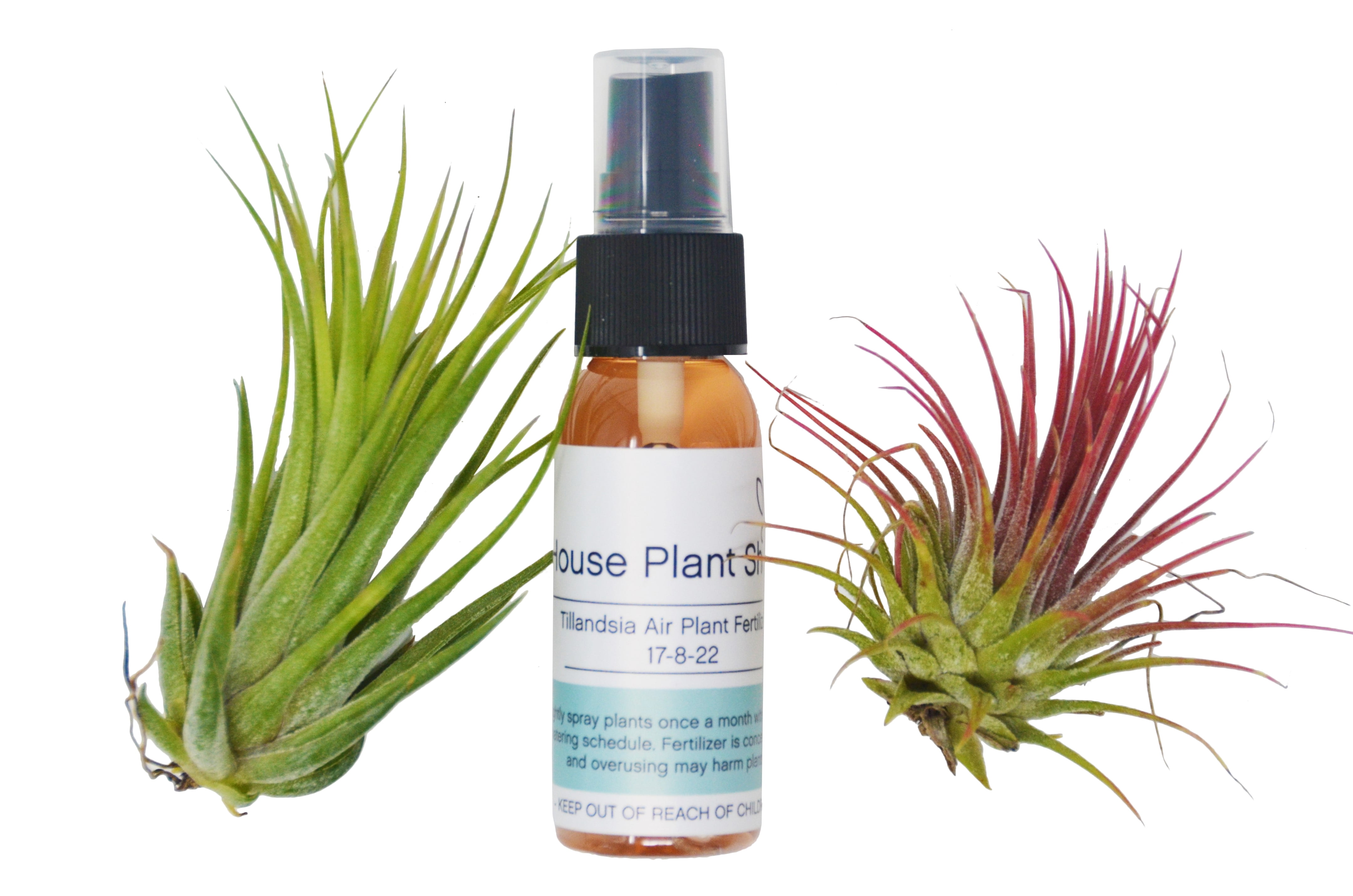 2 Tillandsia Air Plant Pack with Fertilizer Spray / 23