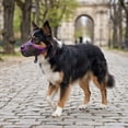 thumbnail image 6 of Breathable Mesh Dog Muzzle, Adjustable Pet Mouth Guard Biteproof Bark Proof Scavenge Proof Lick Proof Comfortable Mouth Cover For Daily Walking Training, 6 of 6