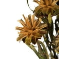 thumbnail image 3 of Vickerman 8-20" Aspen Gold Plumosum, Female, 8 flower heads per bundle, Preserved, 3 of 5