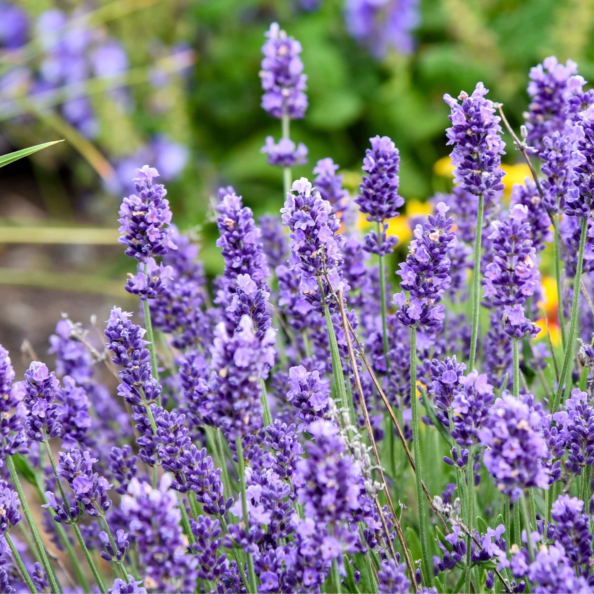 Proven Winners 5" Purple 'Summer Serenade' Lavender Live Plant in 4.5" Pot (4 Count)