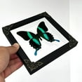 thumbnail image 4 of EASTIN Wall Mounted Taxidermy Frame Moth Dead Insect Shadow Box Frame for Wall Hanging Home Decor, 4 of 6