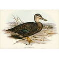 thumbnail image 2 of Gould, John 14x11 Black Ornate Wood Framed with Double Matting Museum Art Print Titled - Australian Wild Duck-Anus superciliosa, 2 of 4