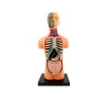 thumbnail image 1 of DIY Mannequin 3D Human Body Model Torso Model Educational Assembly Early Learning Kids Toys Skeleton Anatomy Organ Teaching Tool B, 1 of 6
