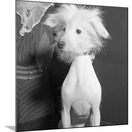 Portrait of Dog Admitted in Westminster Kennel Club Show Wood Mounted Print Wall