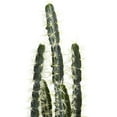 thumbnail image 2 of Nearly Natural 4845 Decorative Cactus Garden with Cement Planter Multi Color (4845), 2 of 4