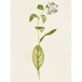 thumbnail image 2 of Unknown  19x24 White Modern Wood Framed Museum Art Print Titled - Mauve Garden Flowers IV, 2 of 4