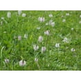 thumbnail image 2 of Plantago Plantain Seeds/ Perennial/ Full Sun/100 Seeds 1/4 Gram/ Zellajake Farm and Garden - B268, 2 of 5