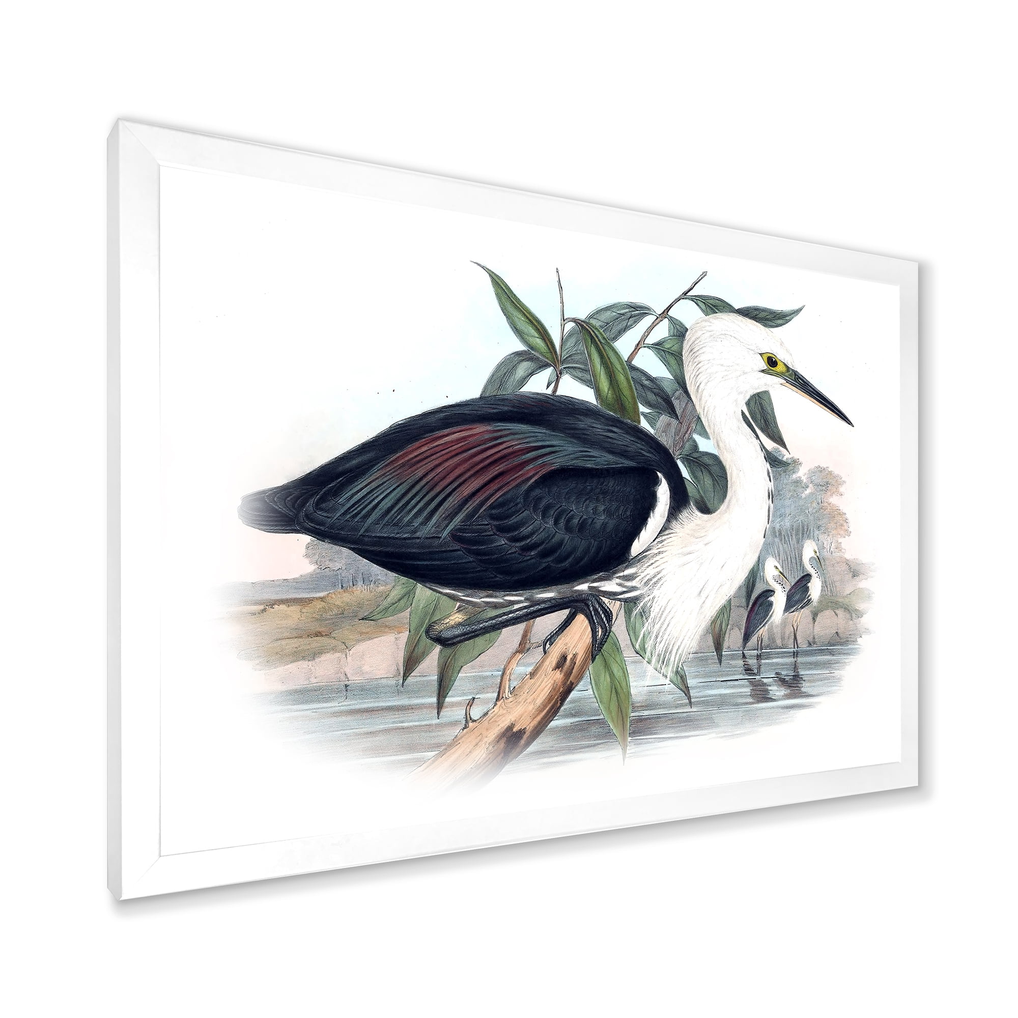 Designart 'Ancient Birds Of Australia' Traditional Framed Art Print