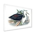 thumbnail image 2 of Designart 'Ancient Birds Of Australia' Traditional Framed Art Print, 2 of 4