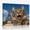 A, variant on Canvas Wall Art Prints Maine Coon Humorous Animal Portrait Photorealistic Mural Inner Framed 1812Inch