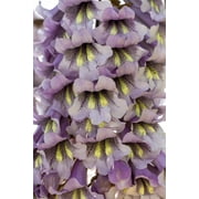 400 Royal PAULOWNIA EMPRESS TREE Tomentosa Flower Seeds