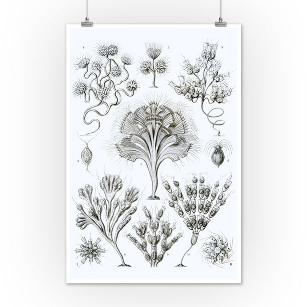 Art Forms Of Nature Flagellata Ernst Haeckel Artwork 12x18 Art Print Wall Decor Travel Poster Walmart Com Walmart Com Art Forms Of Nature Flagellata Ernst Haeckel Artwork 12x18 Art Print Wall Decor Travel Poster Walmart Com Walmart Com