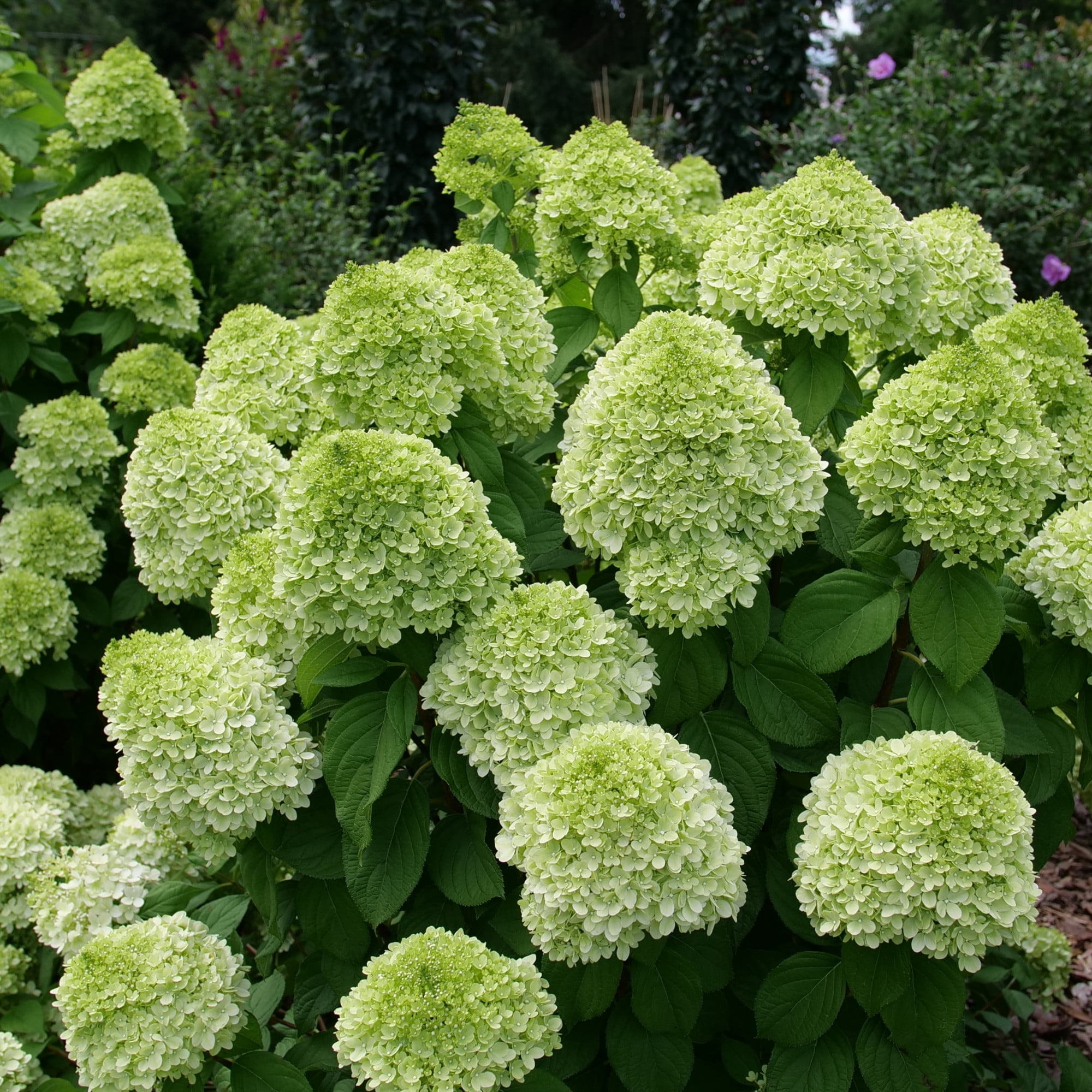 Proven Winners ColorChoice 6" Powerball Panicle Hydrangea Live Plant in 7.5" Pot
