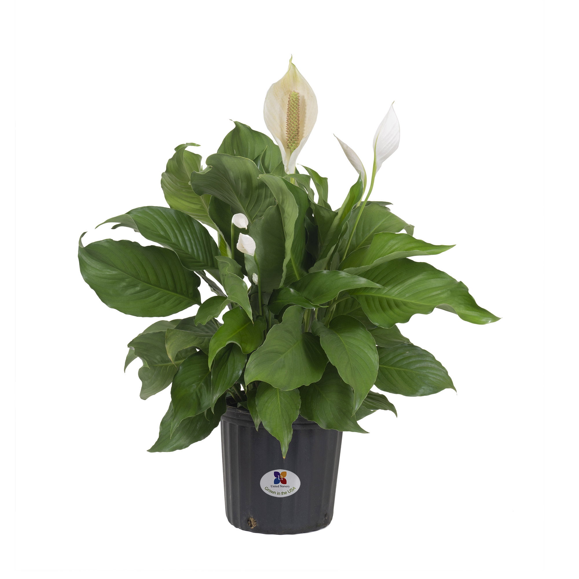 Спатифиллум кватро. Спатифиллум (Peace Lily). Lily Potted Plant. Калла спатифилиум Аспидистра сравнение.