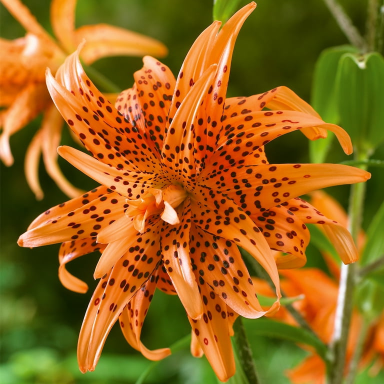 特売 Van Dormant 3 of (Set Orange Tiger Double Lily Zyverden TVドラマ