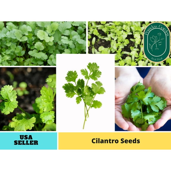 110 Seeds| Cilantro Seeds, - Authentic Seeds ~ GMO Free ~ Seeds~Flower seeds~ Vegetable seeds~ Asian Garden~ Flowers~ Herbs B5G1 #7004